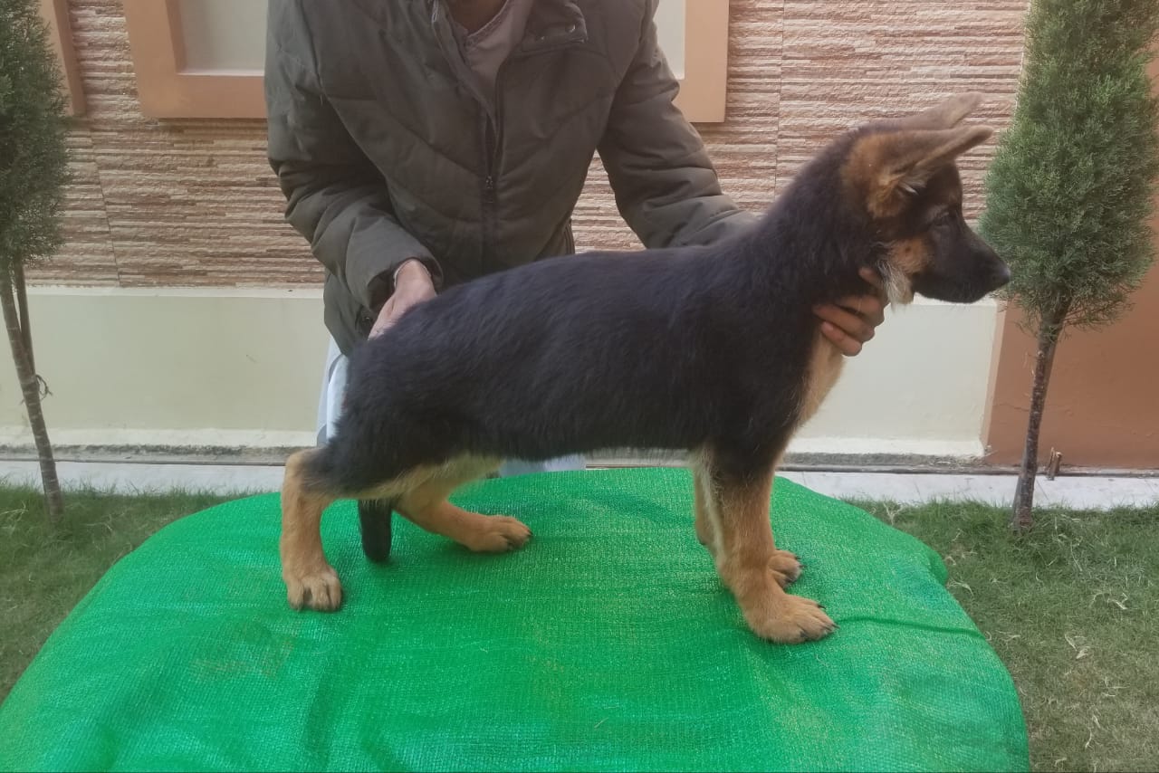 Aurelia vom Haus Ark