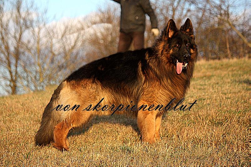 Gris von Skorpionenblut