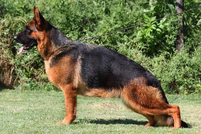 Blondi von Waisskirchen