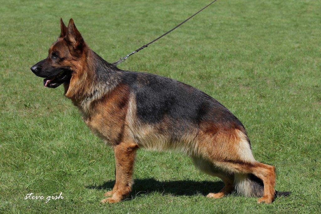 Indro vom Hühnegrab