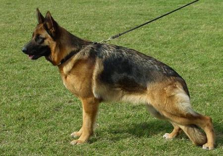 Pippi vom Wildsteiger Land