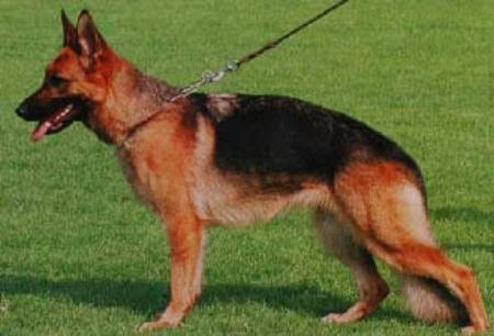 Piggi vom Wildsteiger Land