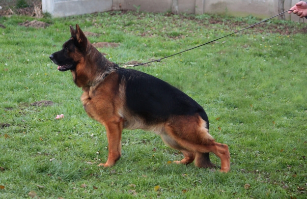 Master von Yugerschof