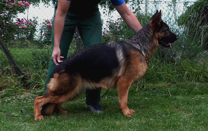 Alba dell Ambra Selvaggia