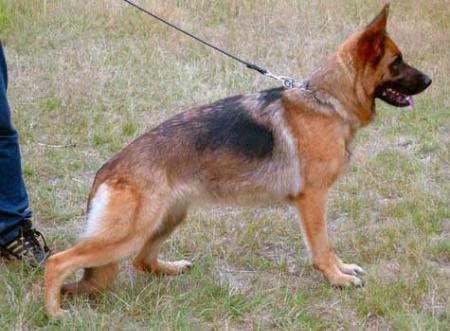 Zala vom Butjenter Land