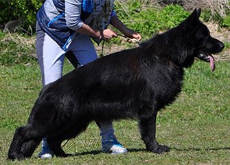 Ekslibris Fal'ko Rus Zhan Val Zhan