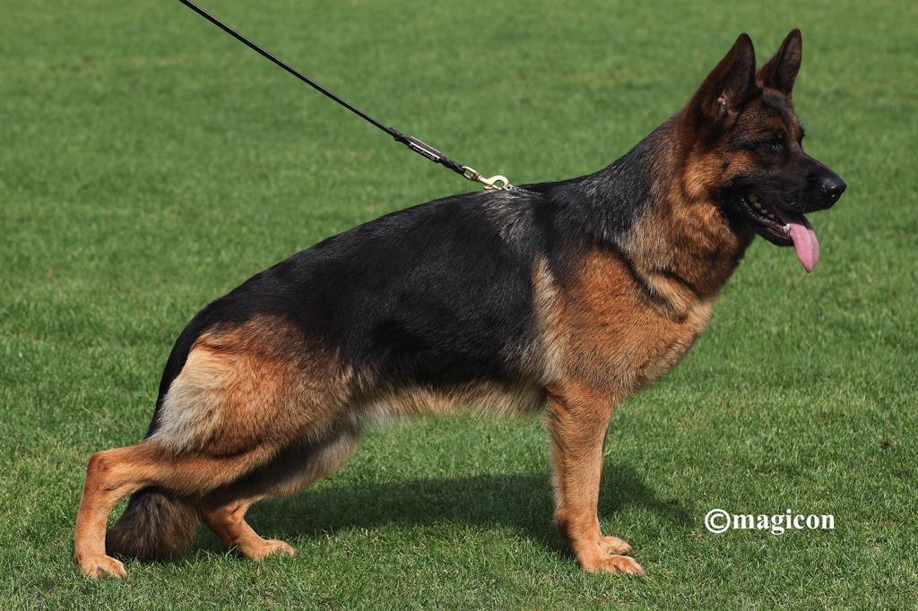 Yenna vom Lärchenhain