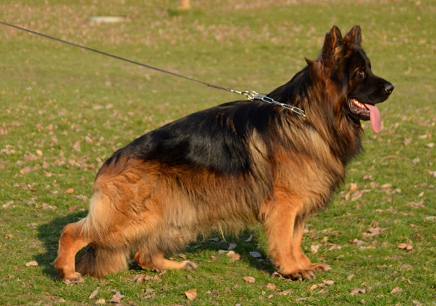 Tango vom Schwedenring