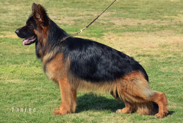 Nitendo vom Haus Milesevac