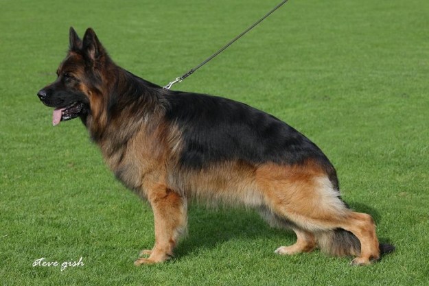 Orbit von Pallas Athene