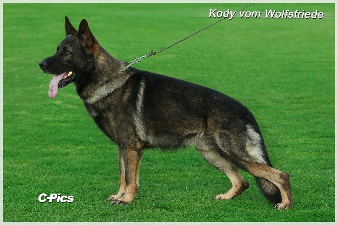 Kody vom Wolfsfriede