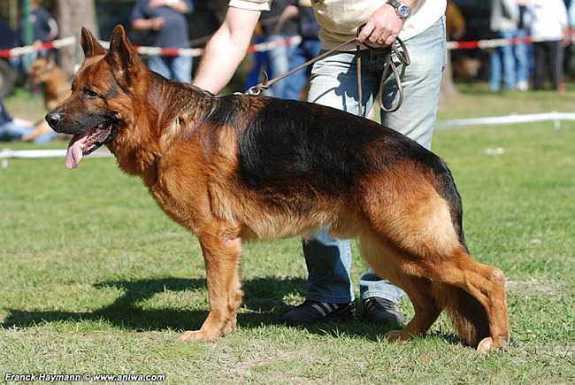 Nando vom Gollerweiher