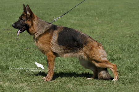 Chayenne vom Karthäuser Löwentor