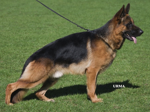 Zett vom Holtkämper Hof