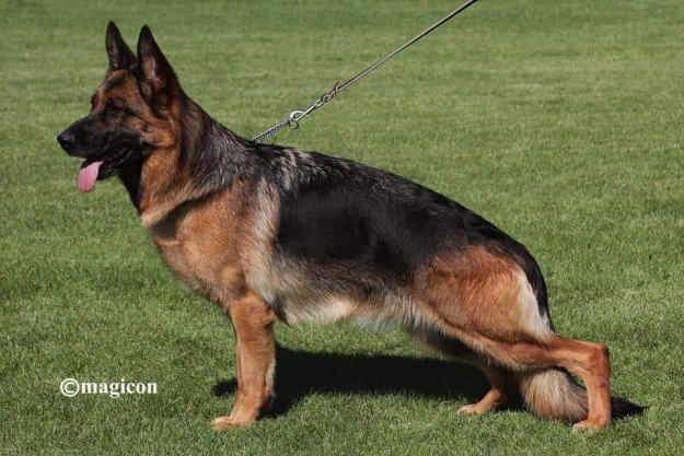 Oana vom Holtkämper Hof