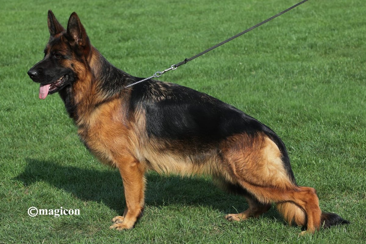 Deli vom Holtkämper Hof