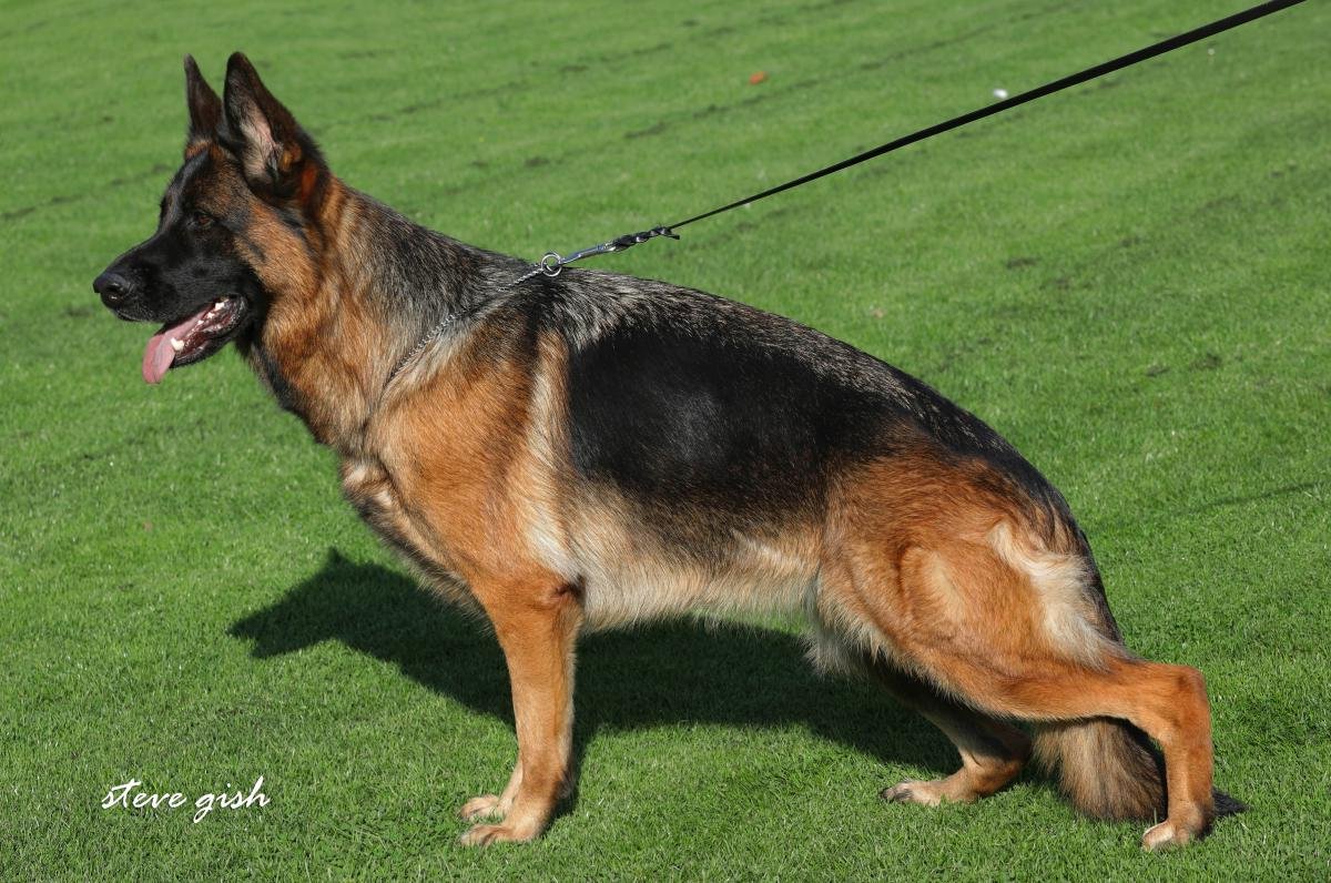 Jena vom Lärchenhain