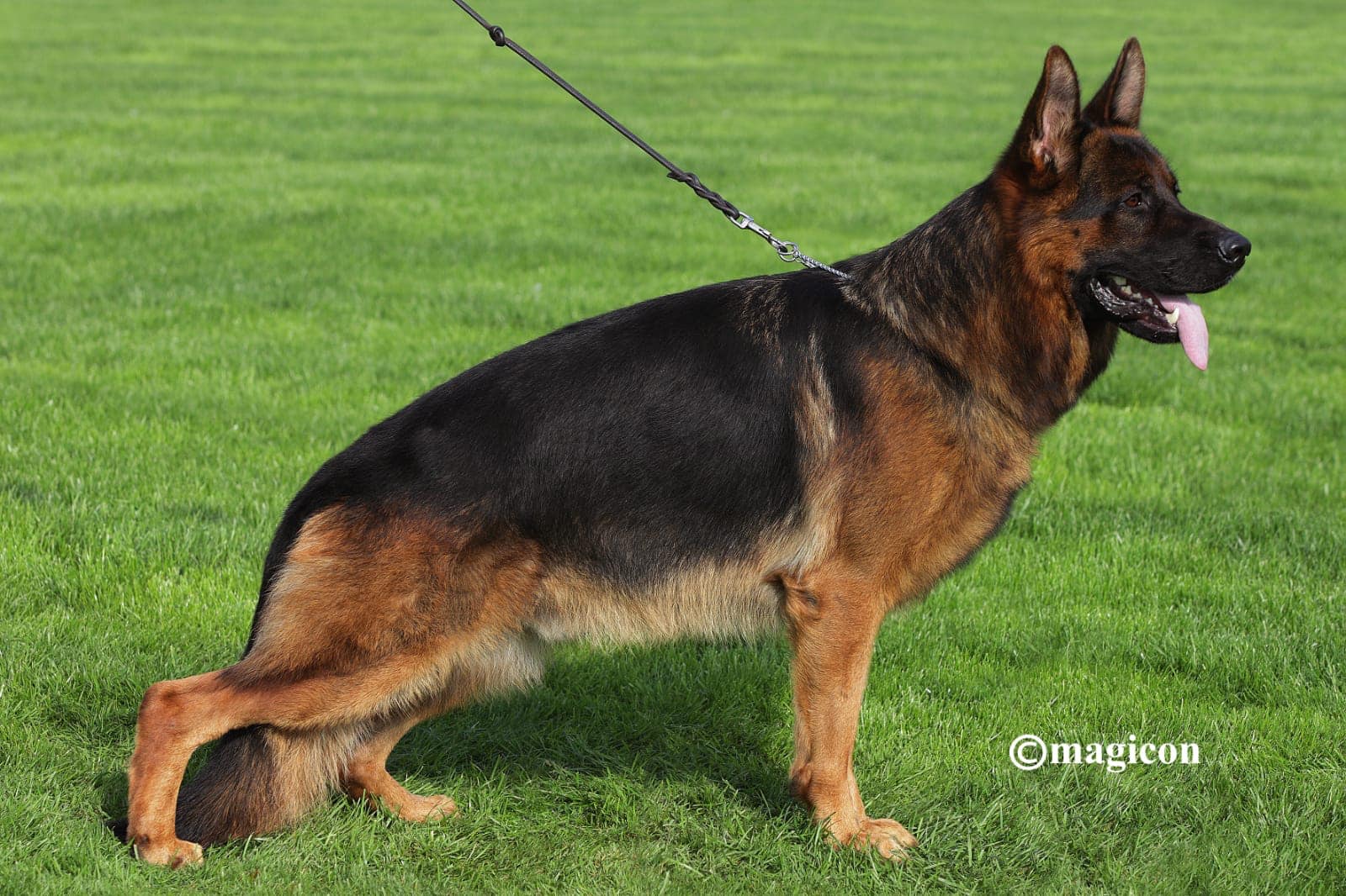 Yoris vom Osterberger-Land