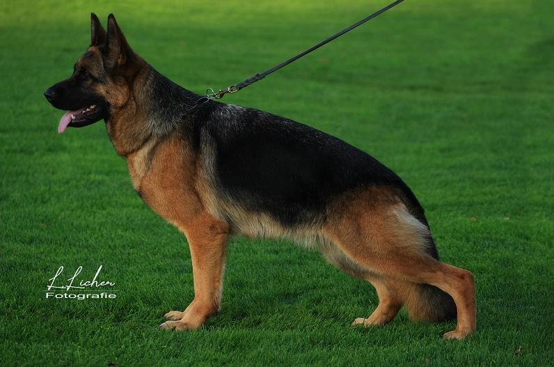 Kamala vom Lärchenhain