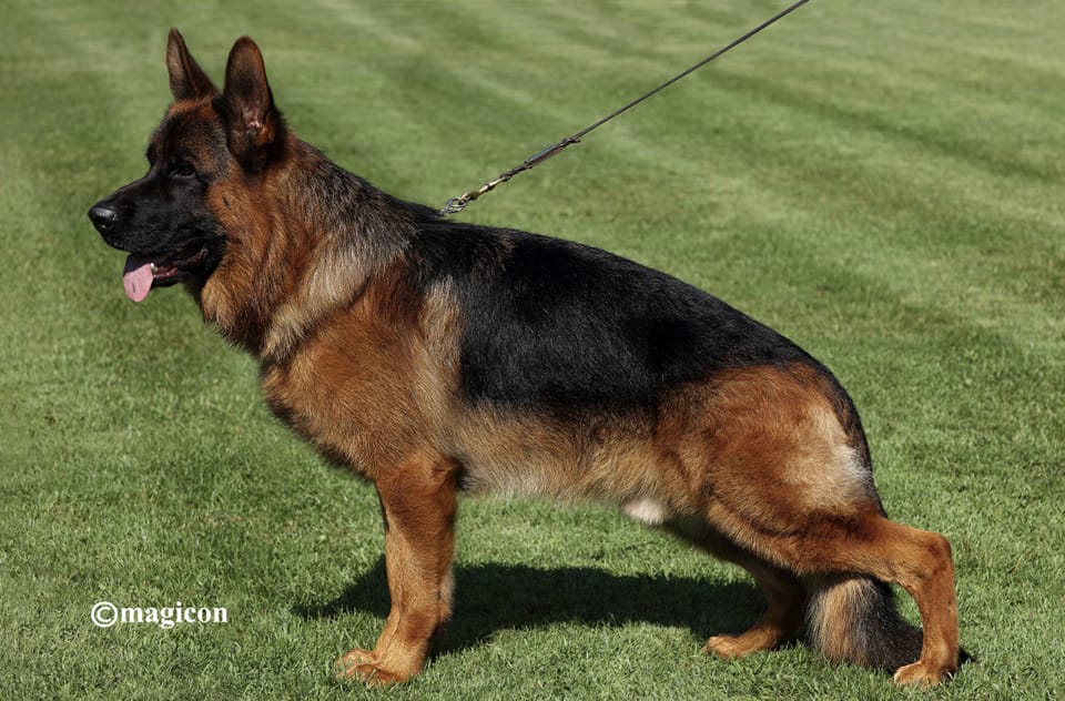 Schiwago von Bad-Boll