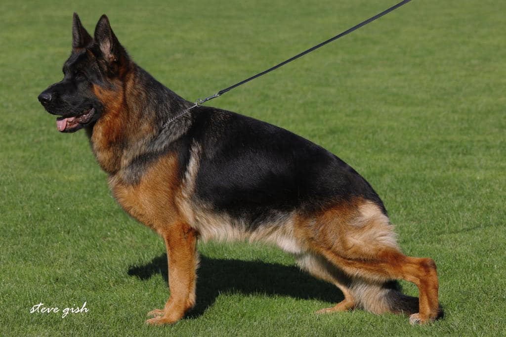 Sardia von Ghattas