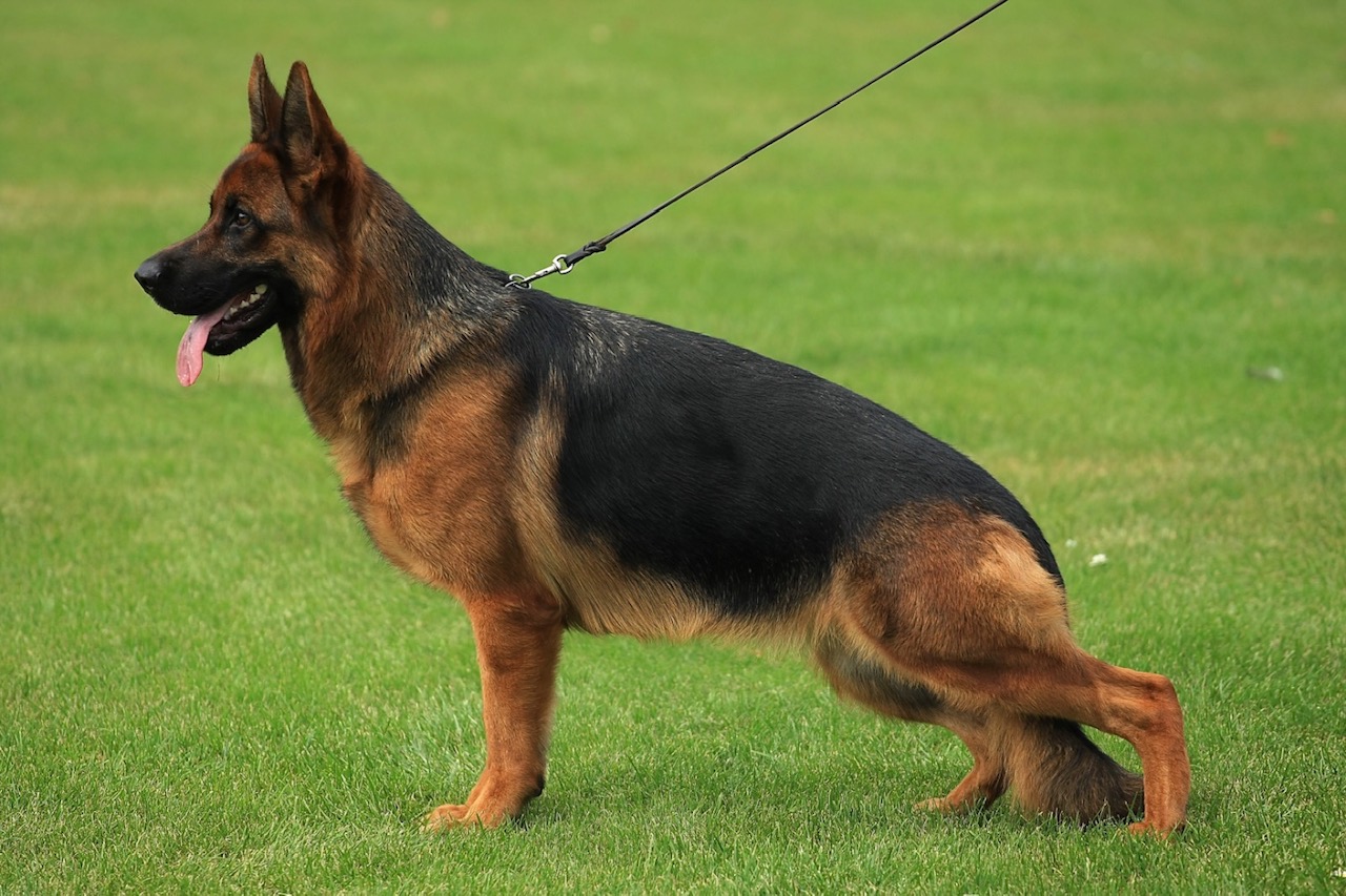 Xanthia vom Zisawinkel