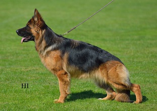 Tinta vom Fichtenschlag