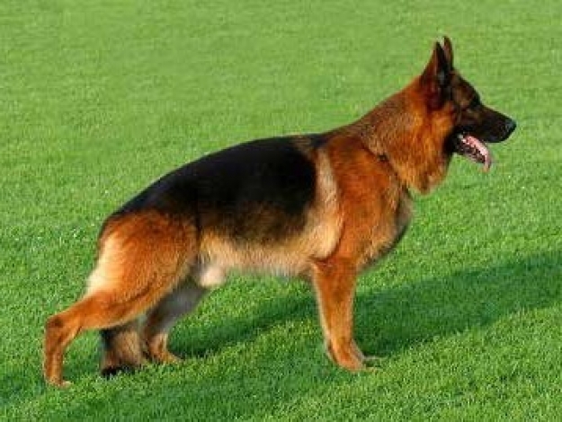 Zilber Vasserfal Mendeley