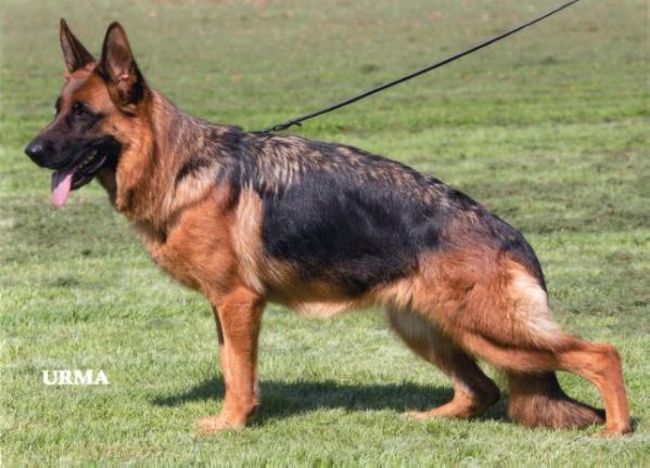 Zwezda iz Doma Allens