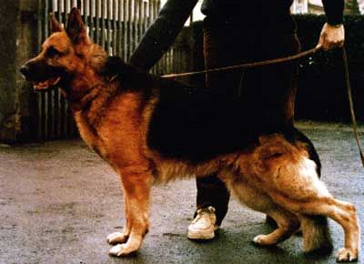 Igor vom Hylligen-Born