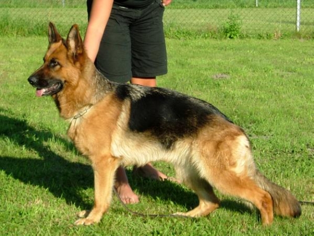 Foxi vom Merkur-Stern