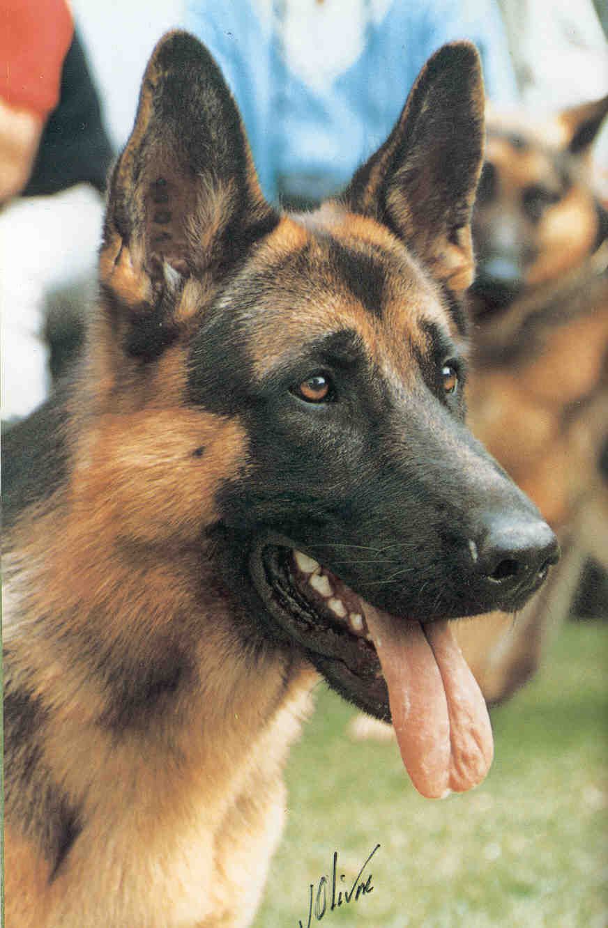 Puma vom Alexyrvo Hof