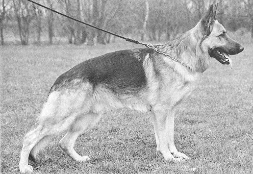 Lasko vom Trompetersprung