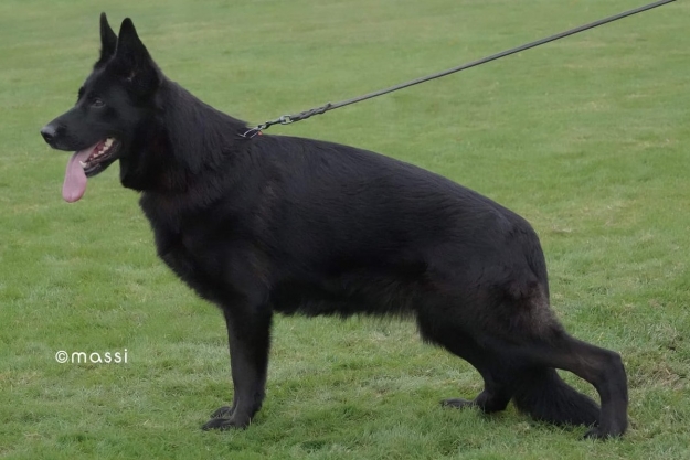 Honolulu Lemiselburg