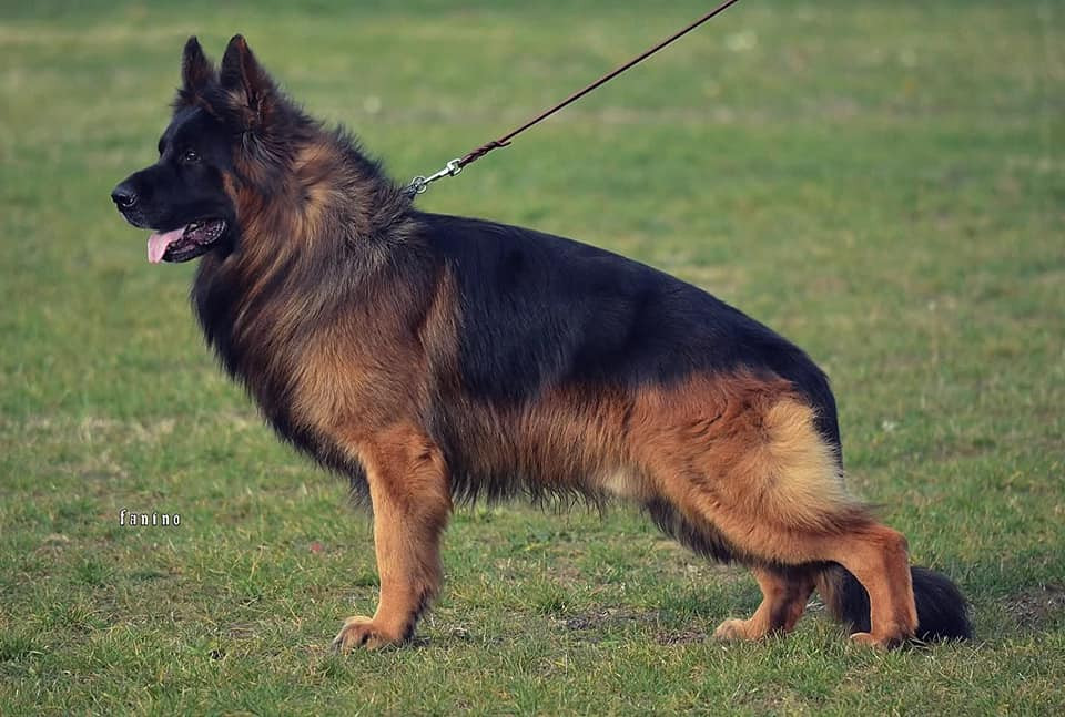 Emilio vom Adelschlag