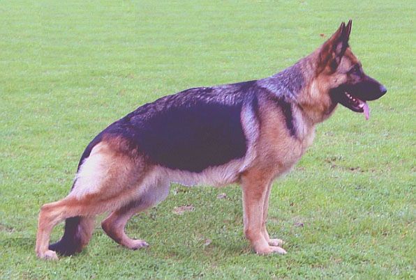 Whitney aus Agrigento