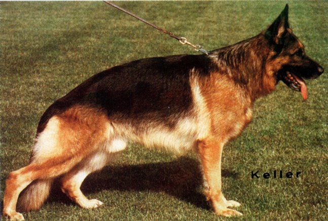 Ajax vom Haller Osning