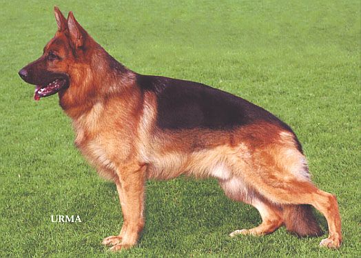 Xandor vom Fortunahof