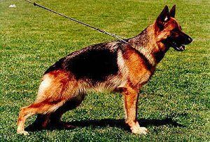 Seinara von Bad-Boll