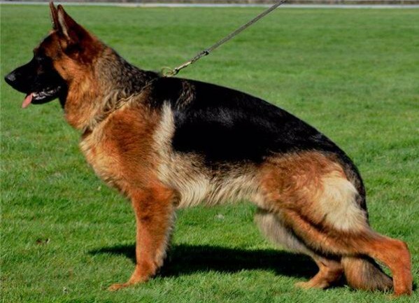 Verdi zum Kolbenguß