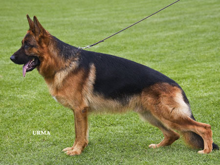 Ustinov vom Römerland