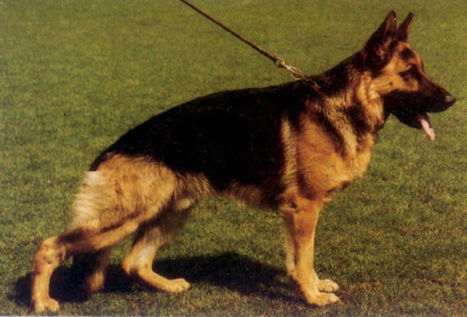 Wutz vom Holtkämper See