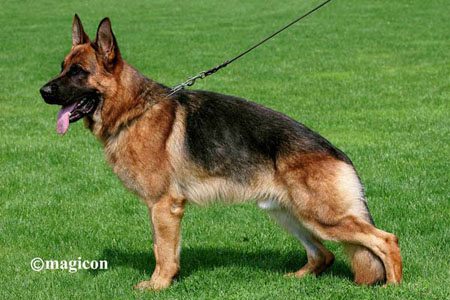 Yappo von der Kahler Heide