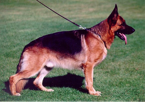 Jello vom Michelstädter Rathaus