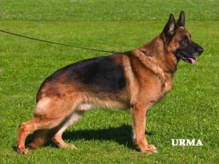 Warro vom Lärchenhain