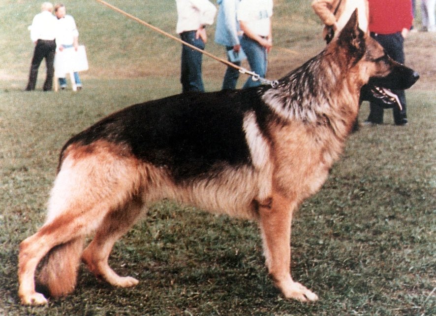 Olaf  II dell' Isola dei Baroni