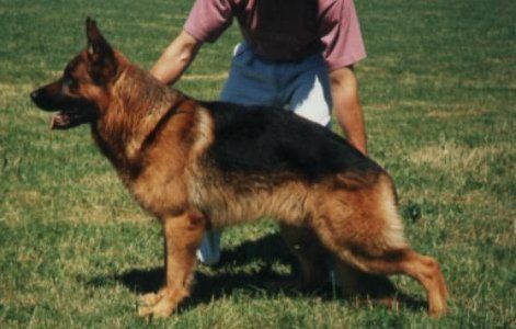 Axel von der kleinen Birke