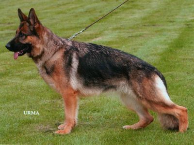 Xyra vom Frankengold