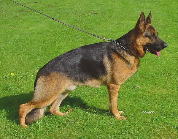 Kondor vom Klostermoor