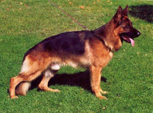 Enzo vom Schornfelsen